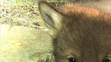 Un coyote abandonado cerca de una autopista fue rescatado por las autoridades.