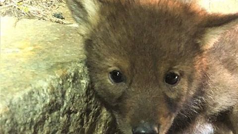 Un coyote abandonado cerca de una autopista fue rescatado por las autoridades.