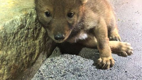 Un coyote abandonado cerca de una autopista fue rescatado por las autoridades.