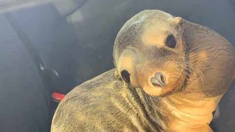 El león marino se mostró tranquilo y juguetón con los rescatistas.