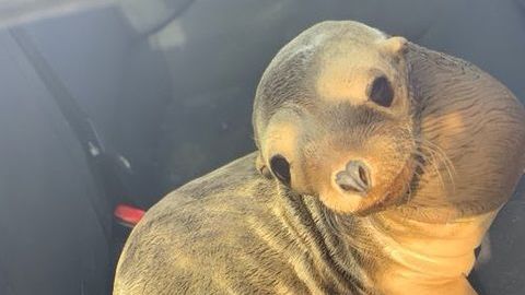 El león marino se mostró tranquilo y juguetón con los rescatistas.