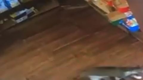 Lexi Cat