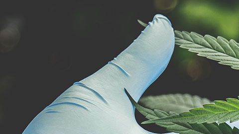 Este negocio parece imparable, y eso que no se ha legalizado en todo el país.