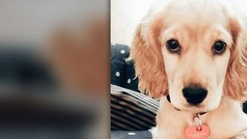 Marley de 8 meses
