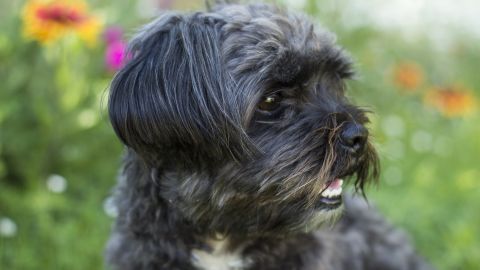 Emma era una mezcla de shih tzu como el perro de esta foto.