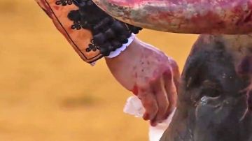 La mano del matador Morante de la Puebla y la testuz del toro de la ganadería Jandilla en la Feria de Sevilla
