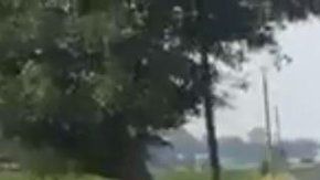 Cuerpo junto a gallo negro