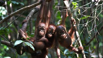 Tres orangutanes bebés  cuelgan de un árbol mientras asistían a la "escuela de la jungla" en el centro internacional de rescate de animales a las afueras de la ciudad de Ketapang en Kalimantan Occidental.