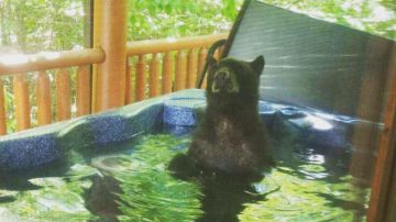 Los osos disfrutaron del agua caliente del jacuzzi.
