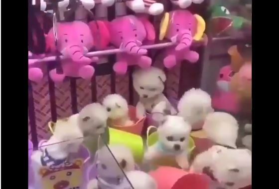 Perros peluches de discount verdad