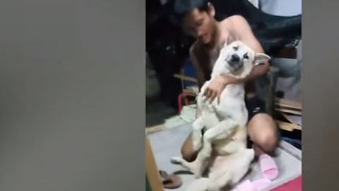 Por más que quisieron ponerlo de pie, el perro se negó.