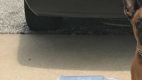 “Spyke”, el pastor alemán, interceptó la droga que estaba escondida dentro de un compartimiento secreto.