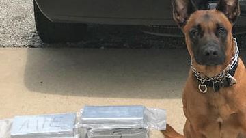 “Spyke”, el pastor alemán, interceptó la droga que estaba escondida dentro de un compartimiento secreto.