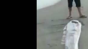 El pez remo se le considera una mala señal.