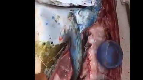 Dentro del pescado había todo tipo de residuos plásticos.