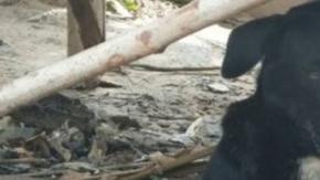 EL perro que salvó a un bebé enterrado vivo.