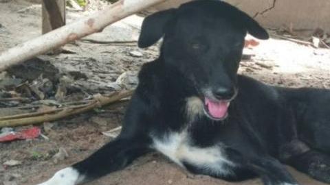 EL perro que salvó a un bebé enterrado vivo.