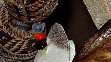 El chef de talla internacional estuvo detenido en LAX por cinco horas por los peces que traía en su maleta.