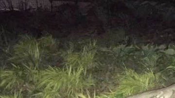 La rama mide unos 30 pies (9 metros)