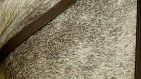 A la fecha, la reina ha ganado en 534 carreras de caballos.