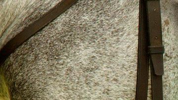 A la fecha, la reina ha ganado en 534 carreras de caballos.