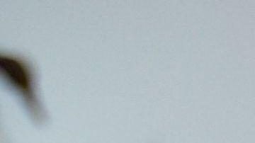 El guatemalteco René Corado muestra dos huevos gigantes del "ave elefante" de Madagascar (Aepyornithidae), extinta en el siglo XVII, en la sede de la institución en Camarillo,