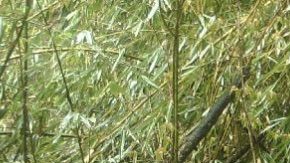 Un oso panda albina avistado por primera vez.