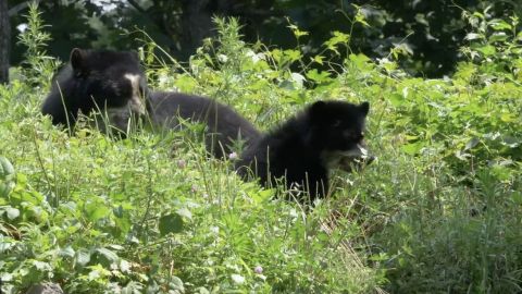 Dos nuevos cachorros de osos andinos nacieron en el Zoológicos de Queens