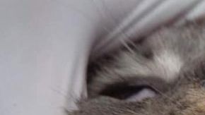 Un refugio de animales de la zona consiguó curar a uno de los gatos afectados..