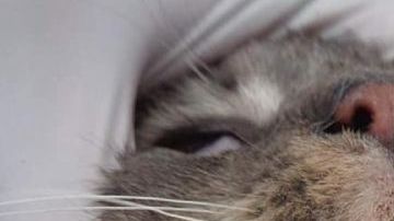 Un refugio de animales de la zona consiguó curar a uno de los gatos afectados..