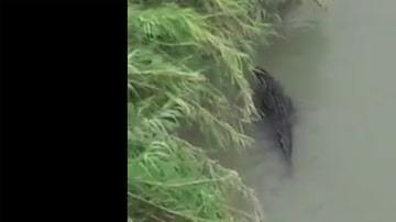 No es la primera vez que se advierte de la presencia de cocodrilos en el río Bravo.