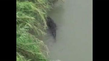 No es la primera vez que se advierte de la presencia de cocodrilos en el río Bravo.