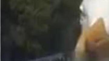 Gaviota bloquea la cámara de tráfico de Londres.