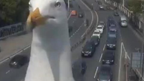 Gaviota bloquea la cámara de tráfico de Londres.