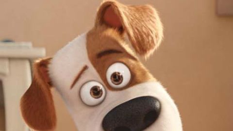 The secret life of pets