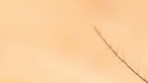mosquito malaria