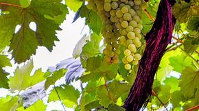 shutterstock_728940859