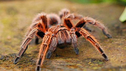 La mujer enloqueció cuando vio la araña en sus piernas.