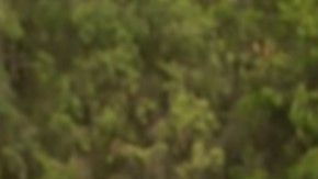 El volante peruano Renato Tapia podría llegar al Cruz Azul mexicano.