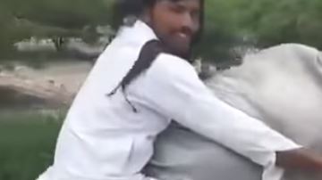 El video del bovino viajero fue registrado en Pakistán.