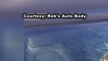 Una tortuga impacta en su auto.