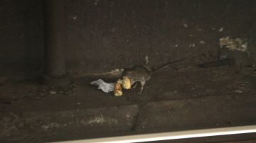 Rata encuentra una donut en las vias del subway.