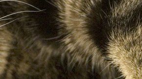 Nueva York prohibió la amputación de las garras de los gatos.