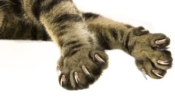 Nueva York prohibió la amputación de las garras de los gatos.