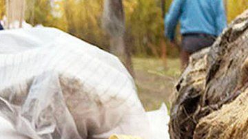 La cabeza es mucho más grande que la de un lobo actual.