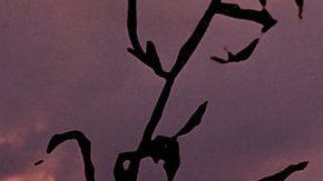 La magia blanca y la brujería están al alza en Estados Unidos.