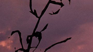 La magia blanca y la brujería están al alza en Estados Unidos.