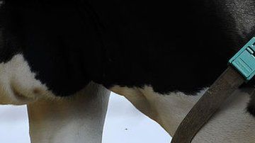 El aumento en el precio global de los lácteos encareció el índice de alimentos.