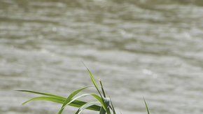 Los cuerpos fueron hallados en la orilla del río Bravo.