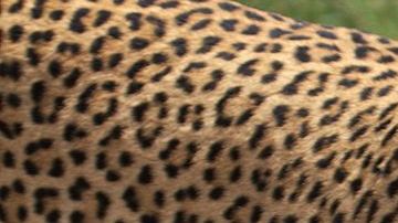 Leopardo africano,  cerca del lago Panic, Parque Nacional Kruger, Sudáfrica. 31 December 2013.